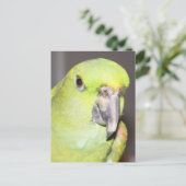 Yellow-Naped Amazon Parrot （クローズアップ） ポストカード (スタンド正面)