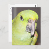 Yellow-Naped Amazon Parrot （クローズアップ） ポストカード (正面/裏面)