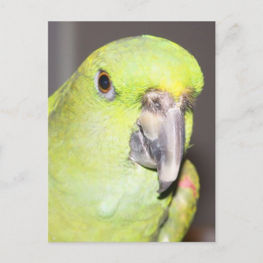 Yellow-Naped Amazon Parrot （クローズアップ） ポストカード (正面)