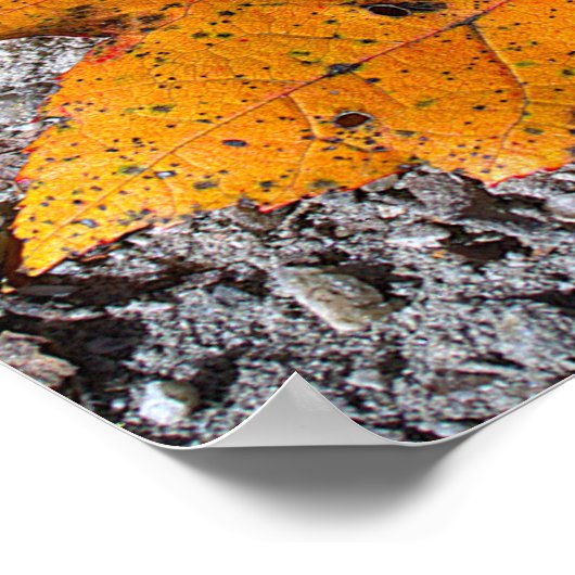 Yellow-orange Leaf Photo Poster ポスター (角)