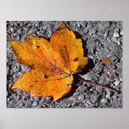 Yellow-orange Leaf Photo Poster ポスター (正面)