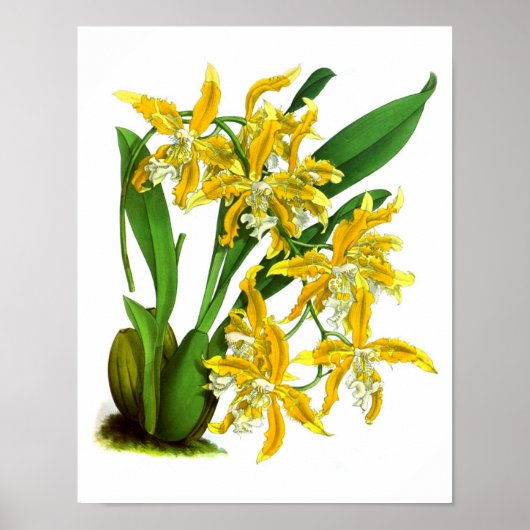 Yellow Orchid Plant Tropical Botanical Print no. 8 ポスター (正面)