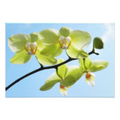 Yellow Orchids フォトプリント (正面)