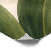 Yellow Phalaenopsis Orchid Buds Botanical ポスター (角)