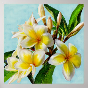 yellow plumeria ポスター