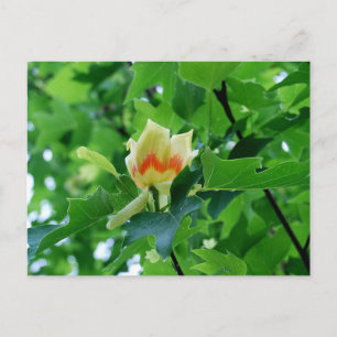 Yellow Poplar Tulipはがき ポストカード