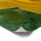 Yellow Rannunculs Spring Bulb Flower Floral Garden ポスター (角)