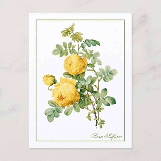 Yellow Rosa Sulfurea Pierre-Joseph Redouté ポストカード (正面)