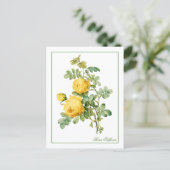 Yellow Rosa Sulfurea Pierre-Joseph Redouté ポストカード (スタンド正面)