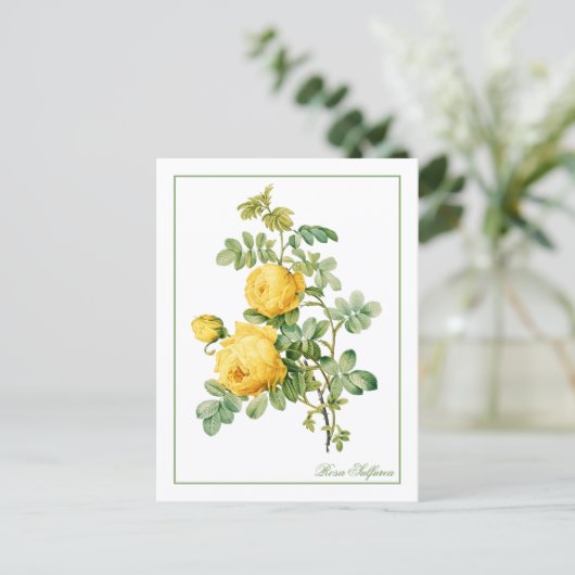 Yellow Rosa Sulfurea Pierre-Joseph Redouté ポストカード (スタンド正面)