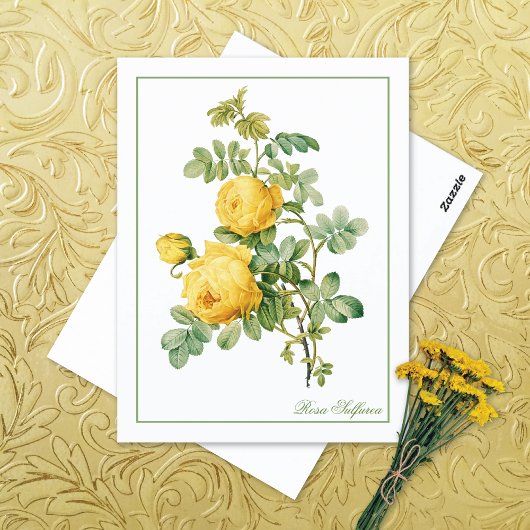 Yellow Rosa Sulfurea Pierre-Joseph Redouté ポストカード