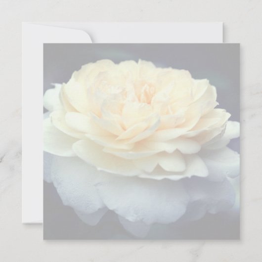 Yellow Rose In Bloom Personalized Floral  招待状 (裏面)