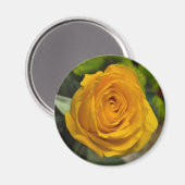 Yellow Rose Magnet マグネット (正面/裏面)