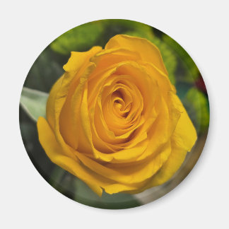 Yellow Rose Magnet マグネット