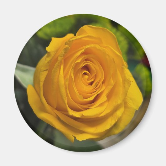 Yellow Rose Magnet マグネット (正面)
