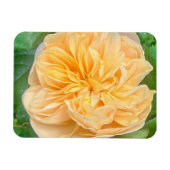 Yellow Rose Magnet マグネット (横)
