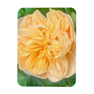 Yellow Rose Magnet マグネット