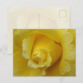 Yellow Rose Plstcard ポストカード (正面/裏面)