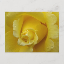 Yellow Rose Plstcard ポストカード