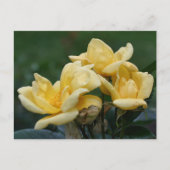 Yellow Rosebuds Flower Photography  ポストカード (正面)