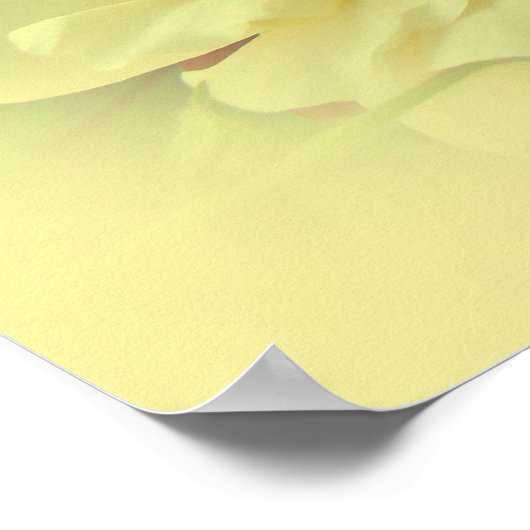 Yellow Roses ポスター (角)