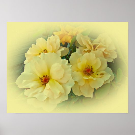 Yellow Roses ポスター (正面)