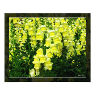 Yellow Snapdragon Fieldの写真 フォトプリント