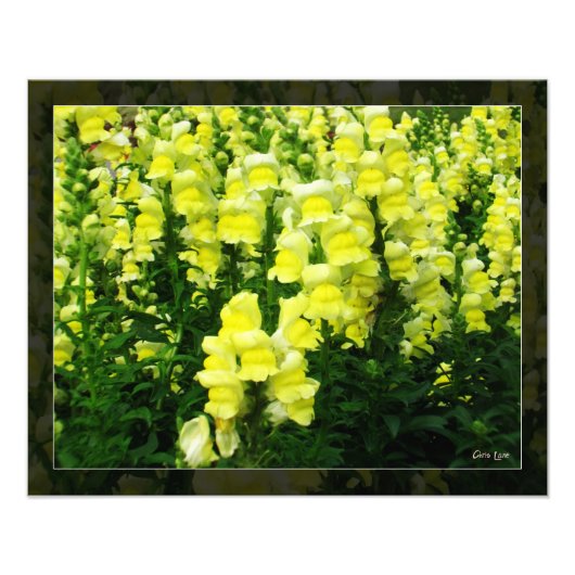 Yellow Snapdragon Fieldの写真 フォトプリント (正面)