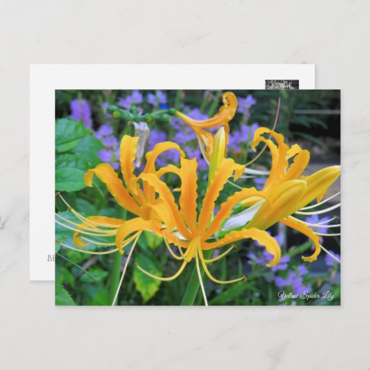 Yellow Spider Lily [Postcard] ポストカード (正面/裏面)