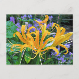 Yellow Spider Lily [Postcard] ポストカード