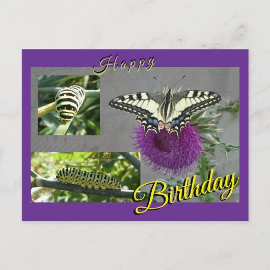 Yellow Swallowtail Collage Birthday Postcard シーズンポストカード (正面)
