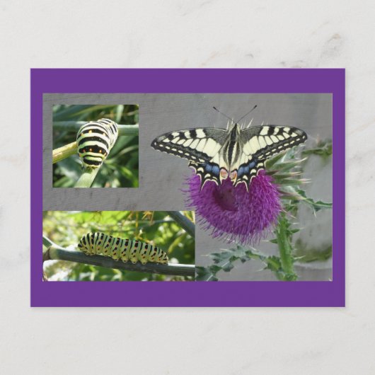 Yellow Swallowtail Collage DIY Postcard シーズンポストカード (正面)