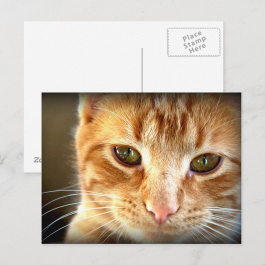Yellow Tabby Catはがき ポストカード (正面/裏面)