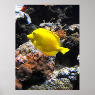 Yellow Tang fish ポスター