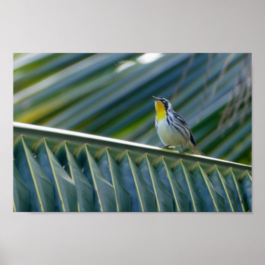 Yellow-Throated Warbler in a Palm Tree ポスター (正面)