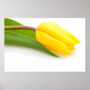 Yellow Tulip ポスター