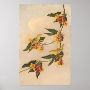 Yellow Warbler - Joseph B. Kidd Fine Art Poster ポスター