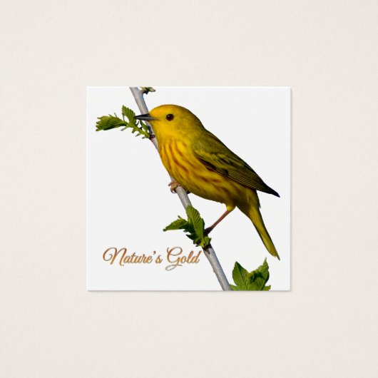Yellow Warbler “Nature’s Gold” Printed Art Card (正面)