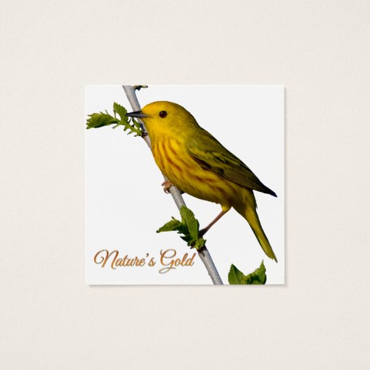 Yellow Warbler “Nature’s Gold” Printed Art Card (裏面)