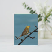 Yellowhammer ポストカード (スタンド正面)