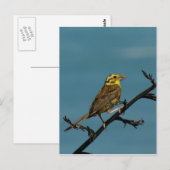 Yellowhammer ポストカード (正面/裏面)