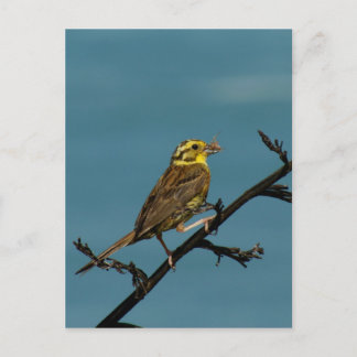 Yellowhammer ポストカード