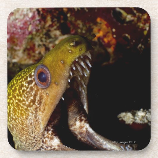 Yellowmarginのあくびをし、威圧的な口 コースター (正面)