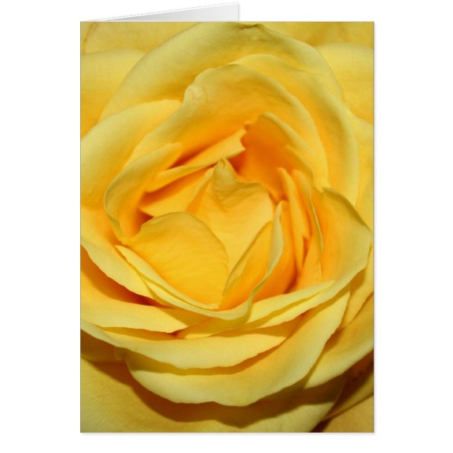 yellowrosecard (正面)