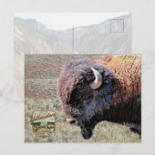 Yellowstone National Park Bison ポストカード (正面/裏面)