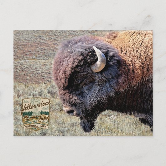Yellowstone National Park Bison ポストカード (正面)
