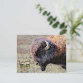 Yellowstone National Park Bison ポストカード (スタンド正面)