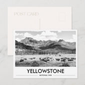 Yellowstone National Park Bison Black & White ポストカード (正面/裏面)