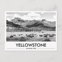 Yellowstone National Park Bison Black & White ポストカード