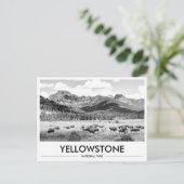 Yellowstone National Park Bison Black & White ポストカード (スタンド正面)